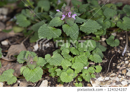 Himeodoricosoum 124324287