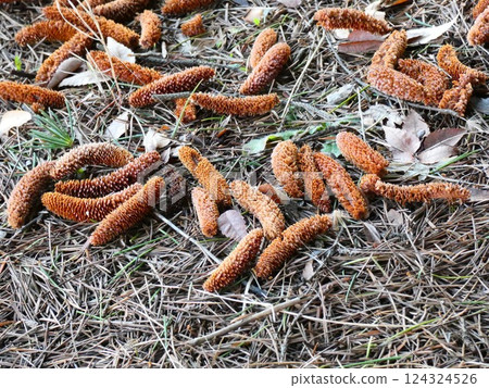 Pine cones that had fallen to the ground Pine cones that had fallen to the ground 124324526