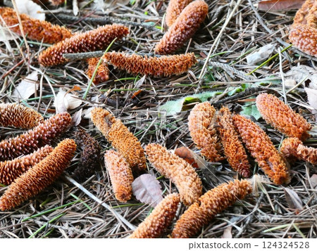 Pine cones lying on the ground - long type of pine cones Pine cones lying on the ground - long type of pine cones 124324528