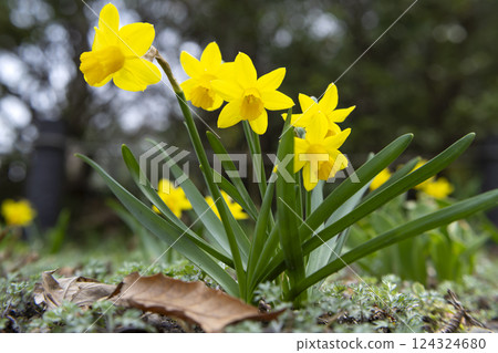 Trumpet daffodil 124324680
