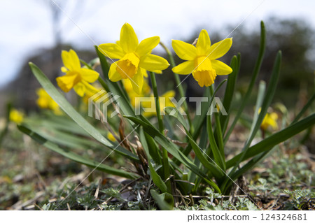 Trumpet daffodil Trumpet daffodil 124324681