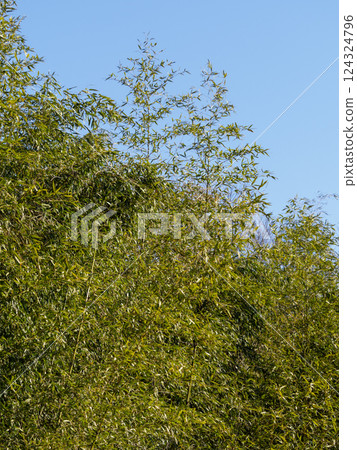 Bamboo forest of Mount Takao 124324796