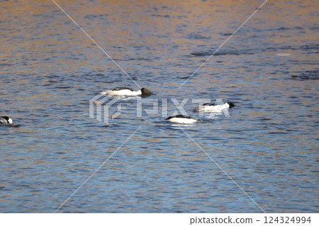 A common merganser searching for food A common merganser searching for food 124324994