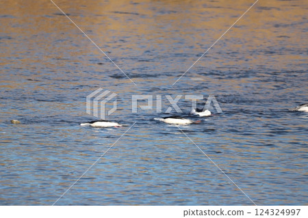 一隻正在尋找食物的普通秋沙鴨 124324997