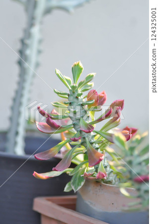 Monadenium, Euphorbia ritchiei or EUPHORBIACEAE or the Monadenium or bicolor Euphorbia or pink Euphorbia Monadenium, Euphorbia ritchiei or EUPHORBIACEAE or the Monadenium or bicolor Euphorbia or pink Euphorbia 124325001