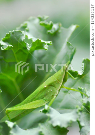 Chinese grasshopper , grasshopper or Insect or Acrida cinerea or Acrididae on the kale leaf 124325117