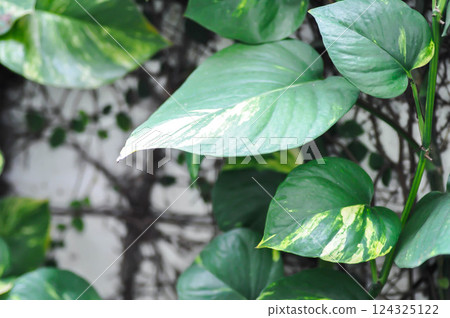 Devils Ivy, Golden Pothos or Hunters Robe or Epipremnum aureum or Araceae Devils Ivy, Golden Pothos or Hunters Robe or Epipremnum aureum or Araceae 124325122