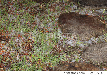 冰雹 冰雹 124325186