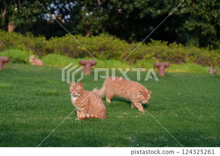 Orange cat playing on the grass Orange cat playing on the grass 124325261
