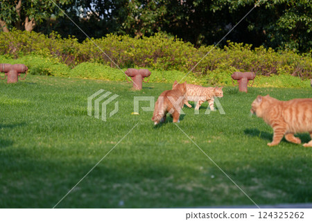 Orange cat playing on the grass Orange cat playing on the grass 124325262