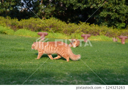 Orange cat playing on the grass 124325263