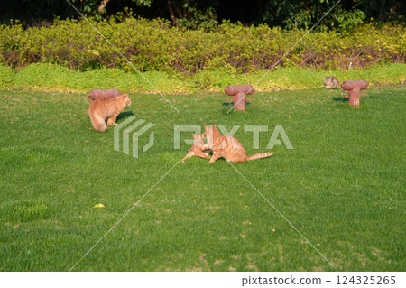 Orange cat playing on the grass Orange cat playing on the grass 124325265