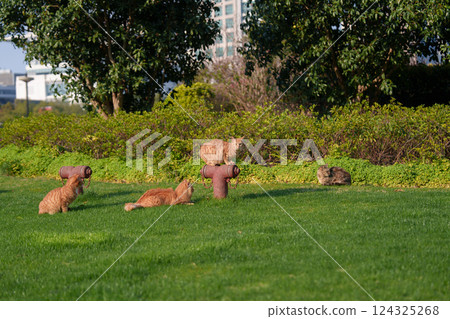 草地上的橘貓嬉戲 124325268