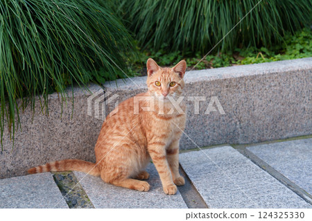 Cat staring on the cobblestone road Cat staring on the cobblestone road 124325330