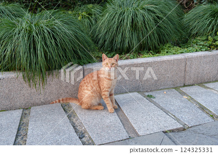 Cat staring on the cobblestone road Cat staring on the cobblestone road 124325331