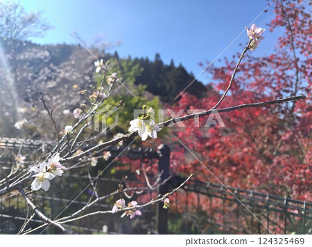 今年的四季櫻花又開得美麗 124325469