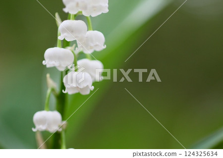 Lily of the valley 124325634