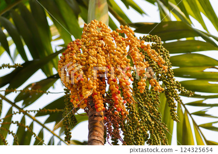 Areca palm or seed of Areca catechu L or ARECACEAE or seed of Areca palm and sky Areca palm or seed of Areca catechu L or ARECACEAE or seed of Areca palm and sky 124325654