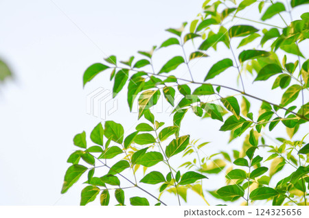 Cork tree, Indian cork tree or Millingtonia hortensis Linn or BIGNONIACEAE or small Cork tree and sky Cork tree, Indian cork tree or Millingtonia hortensis Linn or BIGNONIACEAE or small Cork tree and sky 124325656