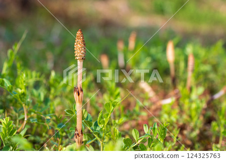 Tsukushi of the field 124325763