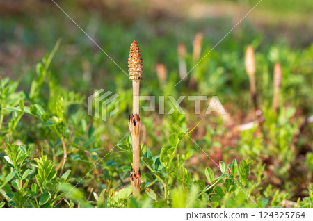 Tsukushi of the field 124325764