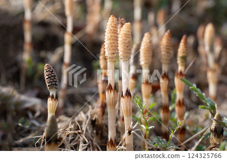 Tsukushi的領域 Tsukushi的領域 124325766