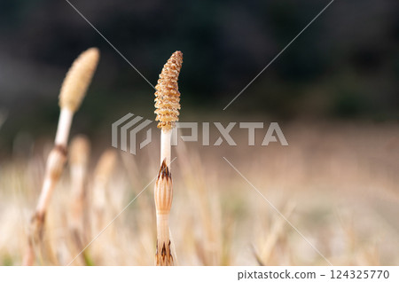 Tsukushi的領域 124325770