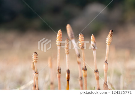 Tsukushi的領域 124325771