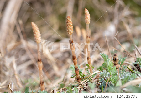 Tsukushi的領域 Tsukushi的領域 124325773