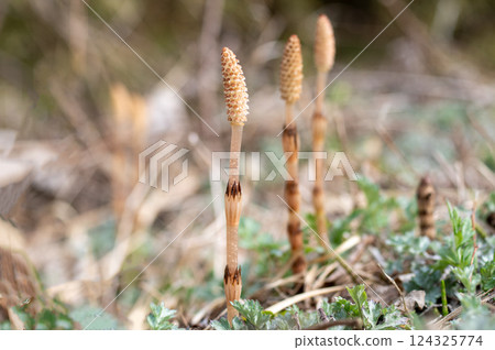 Tsukushi的領域 Tsukushi的領域 124325774