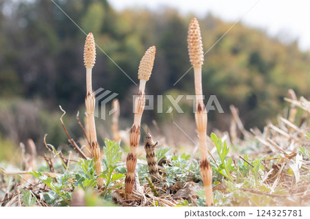 Tsukushi的領域 Tsukushi的領域 124325781