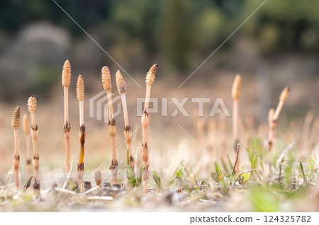 Tsukushi of the field Tsukushi of the field 124325782