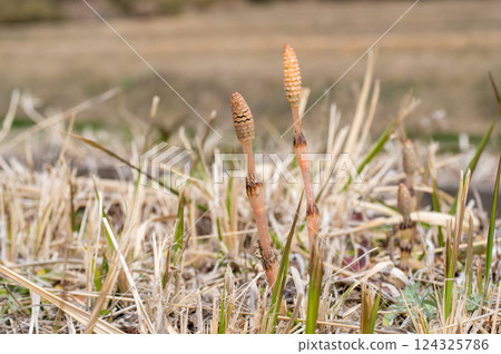 Tsukushi的領域 124325786