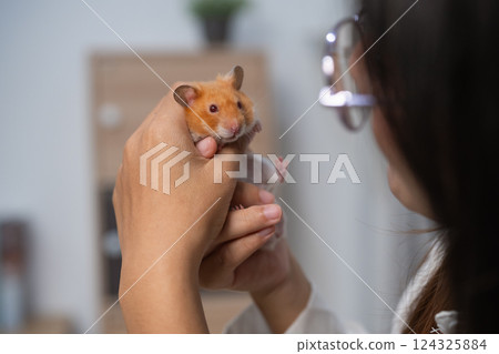 Close-Up of a Person Holding a Golden Hamster in Soft Lighting with Warm Tones in a Cozy Indoor Environment Close-Up of a Person Holding a Golden Hamster in Soft Lighting with Warm Tones in a Cozy Indoor Environment 124325884