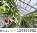 Strawberry picking at Rock Bay Garden Strawberry Farm in Kusatsu, Shiga Prefecture 124325962