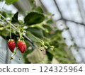 Strawberry picking at Rock Bay Garden Strawberry Farm in Kusatsu, Shiga Prefecture 124325964