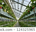 Strawberry picking at Rock Bay Garden Strawberry Farm in Kusatsu, Shiga Prefecture 124325965