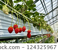 Strawberry picking at Rock Bay Garden Strawberry Farm in Kusatsu, Shiga Prefecture 124325967
