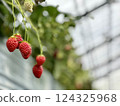 Strawberry picking at Rock Bay Garden Strawberry Farm in Kusatsu, Shiga Prefecture 124325968