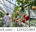 Strawberry picking at Rock Bay Garden Strawberry Farm in Kusatsu, Shiga Prefecture 124325969