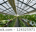 Strawberry picking at Rock Bay Garden Strawberry Farm in Kusatsu, Shiga Prefecture 124325971