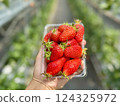 Strawberry picking at Rock Bay Garden Strawberry Farm in Kusatsu, Shiga Prefecture 124325972