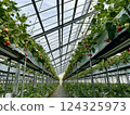 Strawberry picking at Rock Bay Garden Strawberry Farm in Kusatsu, Shiga Prefecture 124325973