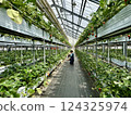 Strawberry picking at Rock Bay Garden Strawberry Farm in Kusatsu, Shiga Prefecture 124325974