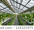 Strawberry picking at Rock Bay Garden Strawberry Farm in Kusatsu, Shiga Prefecture 124325975
