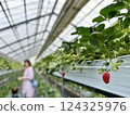 Strawberry picking at Rock Bay Garden Strawberry Farm in Kusatsu, Shiga Prefecture 124325976