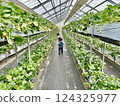 Strawberry picking at Rock Bay Garden Strawberry Farm in Kusatsu, Shiga Prefecture 124325977