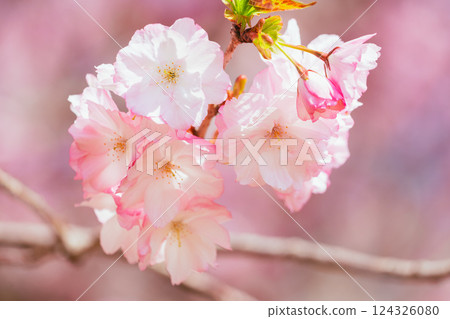 Akagi South Face Senbonzakura in full bloom 124326080