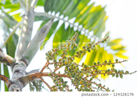 Areca palm or seed of Areca catechu L or ARECACEAE or seed of Areca palm and sky 124326176
