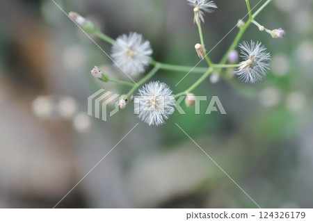 Cyanthillium cinereum , Little ironweed or Vernonia cinerea or Ash coloured fleabane or Ash coloured ironweed Cyanthillium cinereum , Little ironweed or Vernonia cinerea or Ash coloured fleabane or Ash coloured ironweed 124326179